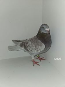 PL-01-23-10926 Military Rogala