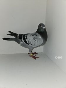 PL-01-23-10986 Robert Zgud/ Gronostaj Rafał, linia lotników + PL-0440-23-9127 Inbreed Harry, Jan Hooymans