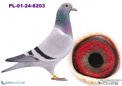 PL-01-24-8203