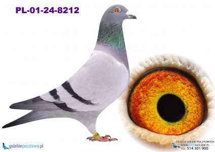 PL-01-24-8212