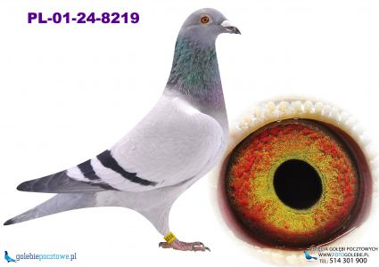 PL-01-24-8219