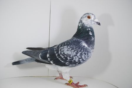 PL-0100-24-13108 PITBULL