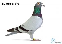 PL-0100-24-877 - 1 gołąb z Finału Gifhorn 535 km Team Ostrów Wielkopolski
