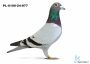 PL-0100-24-877 - 1 gołąb z Finału Gifhorn 535 km Team Ostrów Wielkopolski