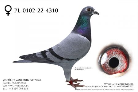 PL-0102-22-4310: Sabala Dariusz Gołąb z hodowli: Sabala Dariusz