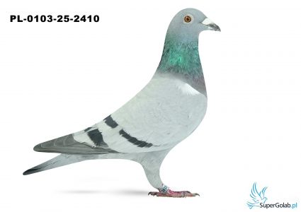 PL-0103-25-2410 8. OKRĘG CZĘSTOCHOWA 