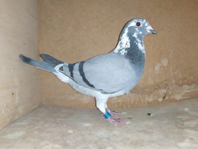 PL-0104-16-905 - Fieneke 5000, siostra super lotników