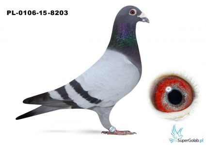 PL-0106-15-8203 - Rodzice tego golebia 8 x 1 konk , 2 x 2 konk z  730 km