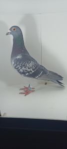 PL-0106-21-9021 Inbred 809 Hans Hirn / 13 Nierobiś A.& A