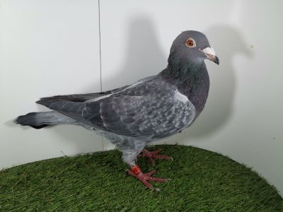 pL-0108-17-3324 0:1 szali