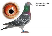 PL-011-21-13908 org. B. Synowiec