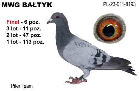 PL-011-23-8193: Piter Team, 13. Lotnik, m in 52m, 11m, 6m z FINAŁU Gołąb z hodowli: Piter Team.