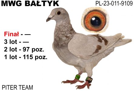 PL-011-23-9109: Piter Team., m in 97m Gołąb z hodowli: Piter Team.