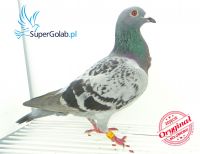 PL-0112-14-2904