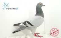 PL-0112-17-292