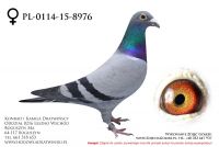 PL-0114-15-8976 - samiczka