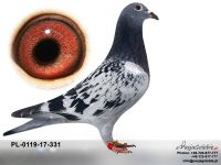PL-0119-17-331