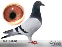 PL-0119-17-343