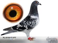 PL-0119-17-377