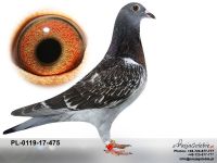 PL-0119-17-475