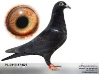 PL-0119-17-627