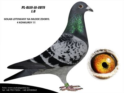 PL-0119-18-2079 Henryk i Grzegorz Drygala Mistrzowie Polski kat A 2012