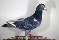 PL-012-17-11800 100% Gerard Koopman, linia Klaine Dirk