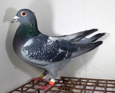 PL-012-19-12329 - De Rauw Sablon org. Marcel Aelbrecht * Org. Herbots wnuczka NATIONAL 1