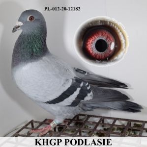 PL-012-20-12182 - Raymund Hermes x Inbred SPRINT 22*1