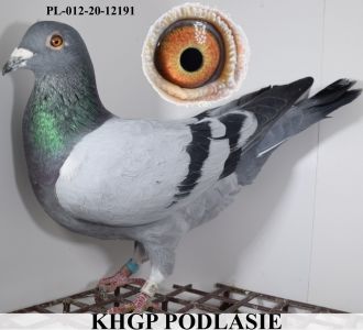 PL-012-20-12191 - Raymund Hermes Linia Alte Rote