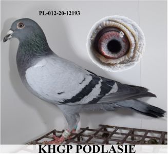 PL-012-20-12193 LInia Jansen 019, Klaine Dirk