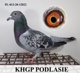 PL-012-20-12822 Córka zwycięzcy na WG Pabianice
