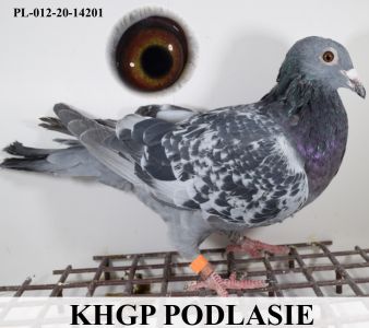 PL-012-20-14201 Linia na Wspólne gołębniki Szelens*De Rauw Sablon