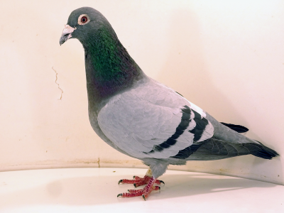 PL-012-20-1731 100% A.S.P.Kopytko