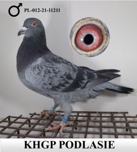 PL-012-21-11211 - Raymund Hermes * Van Loon