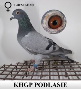 PL-012-21-11227 - gołębie dalekodystansowe (100% MIlitary Rogala)