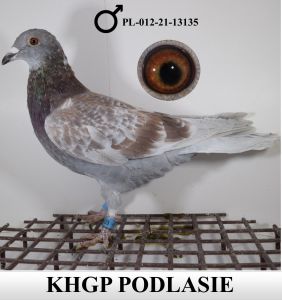 PL-012-21-13135 - gołębie dalekodystansowe (100% MIlitary Rogala)