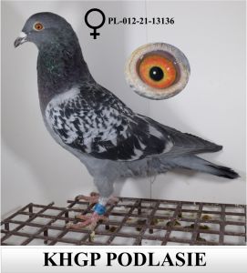PL-012-21-13136 - gołębie dalekodystansowe (100% MIlitary Rogala)