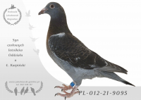 PL-012-21-9095