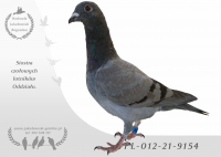 PL-012-21-9154