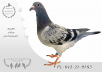 PL-012-21-9163