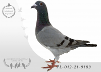 PL-012-21-9189