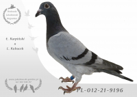 PL-012-21-9196