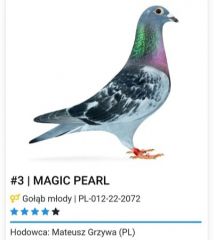 PL-012-22-2072 100% Hardy Kruger Top!!!