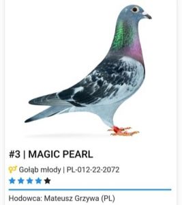 PL-012-22-2072 100% Hardy Kruger Top!!!