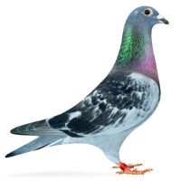 PL-012-22-2072 Magic Pearl  100% Hardy Kruger