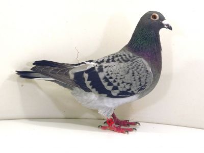 PL-012-22-6493  A.S.P. Kopytko x Ł. Karpiński