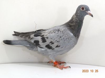 PL-012-22-6539 Pawłowski K & K. P x Łukasz Karpiński