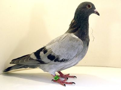 PL-012-23-5074  Krzyżówka Super Lotników