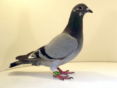 PL-012-23-5094 Krzyżówka czołowych hodowli.